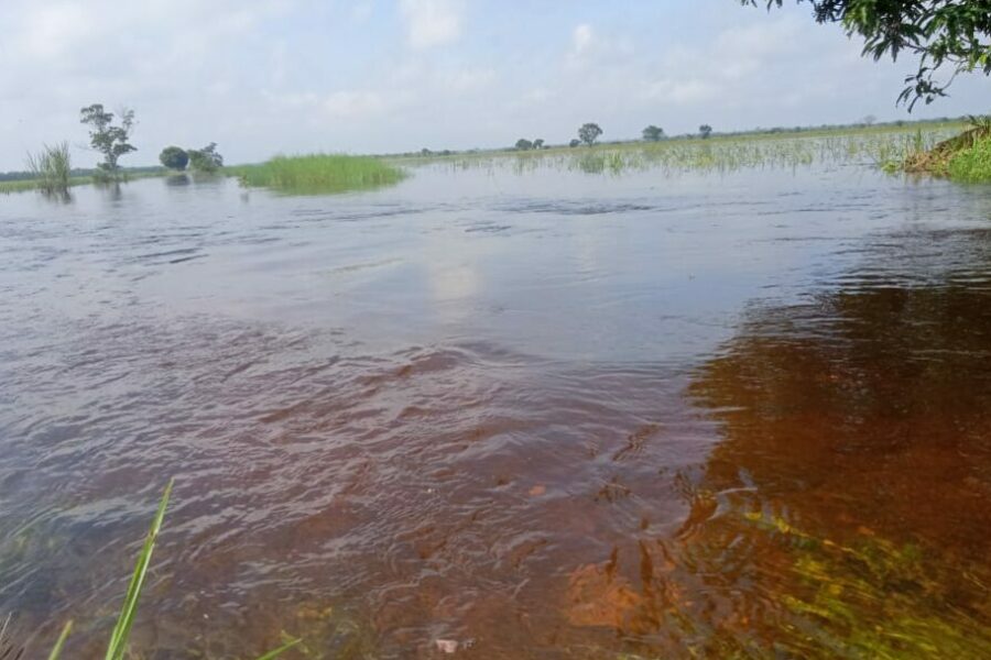 Ratusan Hektar Sawah Terendam Banjir, Petani Desa Sumber Sari Rugi Miliaran Rupiah