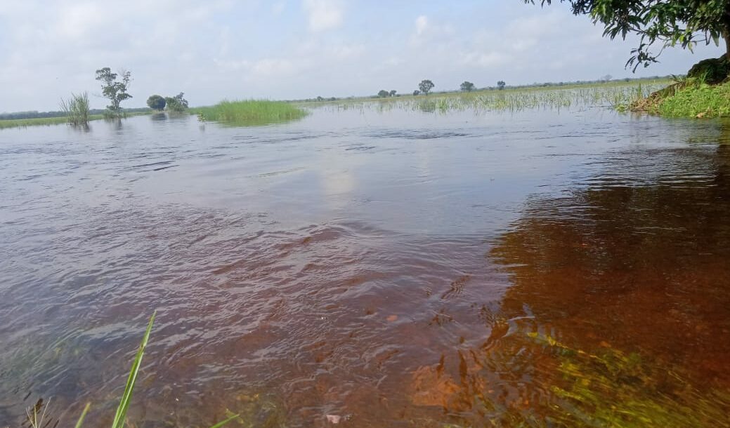 Ratusan Hektar Sawah Terendam Banjir, Petani Desa Sumber Sari Rugi Miliaran Rupiah