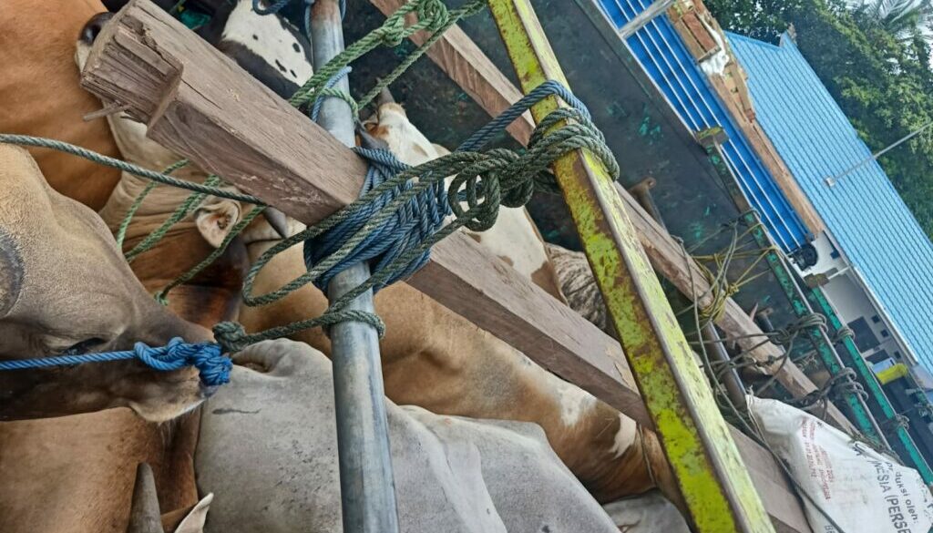 Tak Lengkapi Dokumen, Puluhan Ekor Sapi Asal Palu Ditahan Tak Lengkapi Dokumen, Puluhan Ekor Sapi Asal Palu Ditahan