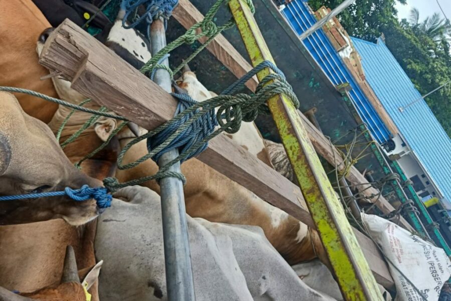 Tak Lengkapi Dokumen, Puluhan Ekor Sapi Asal Palu Ditahan