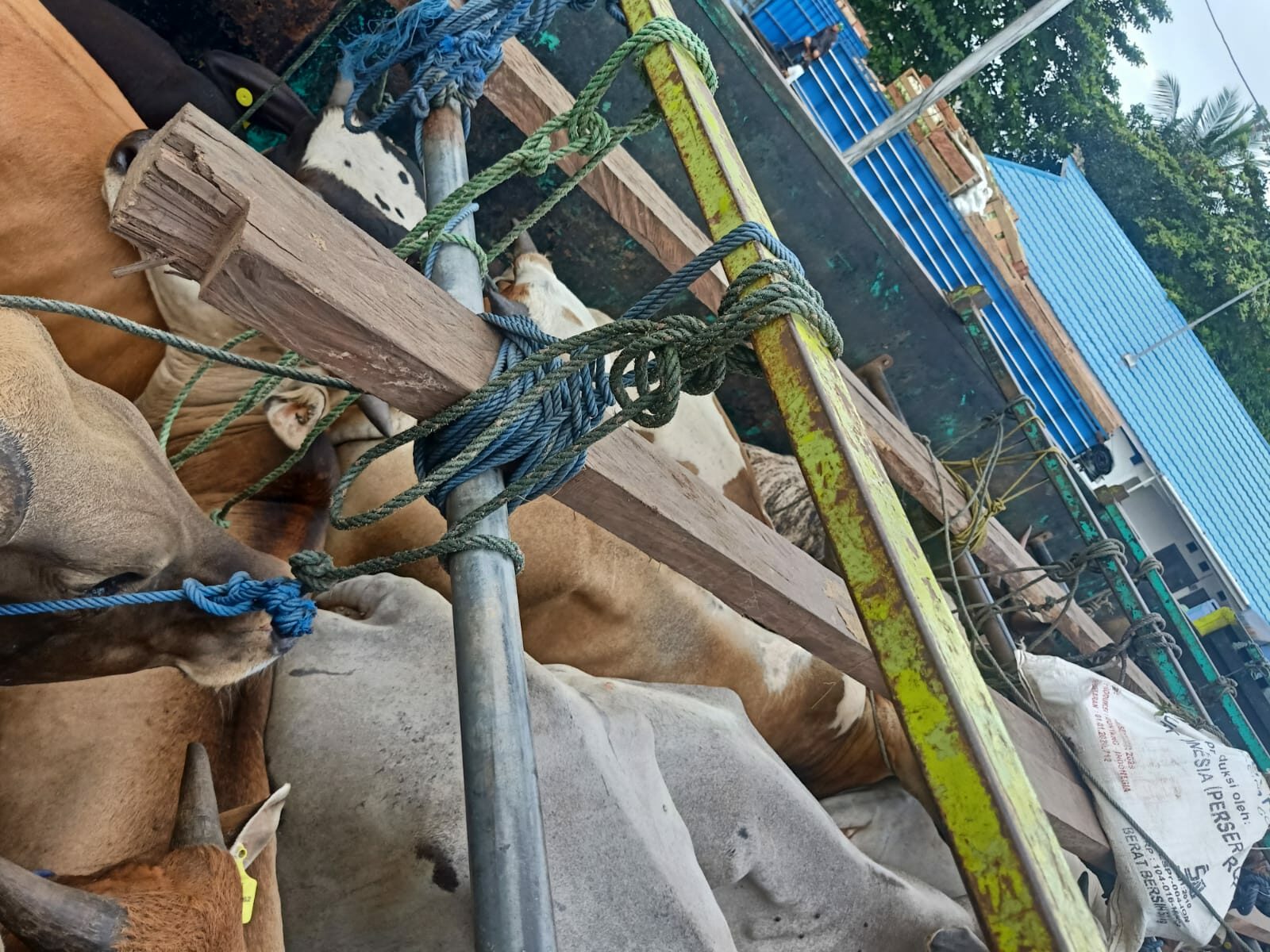 Tak Lengkapi Dokumen, Puluhan Ekor Sapi Asal Palu Ditahan
