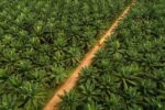 Disbun Kukar Lakukan Sertifikasi Kebun Sawit Petani Lewat  Program STD-B