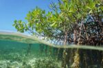 Desa Saliki Akan Kembangkan Kawasan Mangrove Jadi Tempat Wisata
