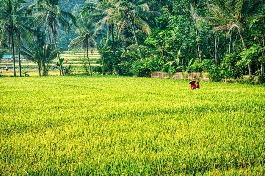 Dinilai Terus Berkembang, Pemuda di Desa Loh Sumber Diminta Geluti Sektor Pertanian