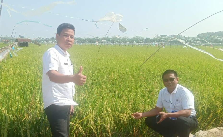 Musim Kemarau, Tak Pengaruhi Petani di PPU Hasilkan Produk Pertanian