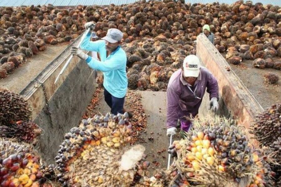 Kontrol Mutu Tandan Buah Sawit, Disbun Kukar Terbitkan STDB