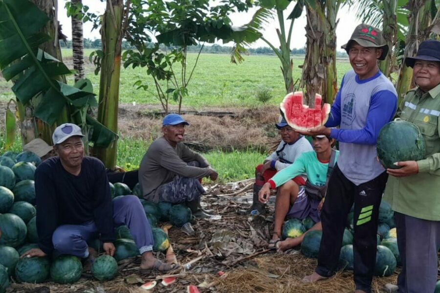 Petani di Babulu ‘Sulap’ Sawah Kering Jadi Kebun Semangka Produktif