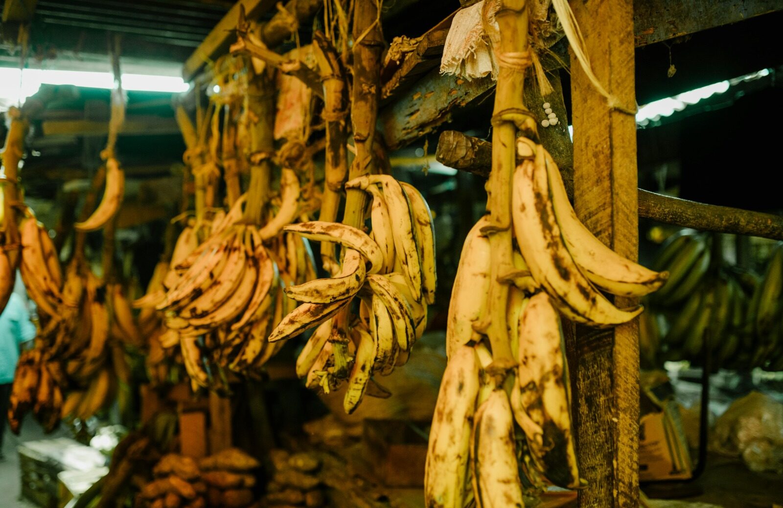 Menjelajahi Fakta Seputar Pisang: Beragam, Bergizi, Seimbang, dan Aman (B2SA)