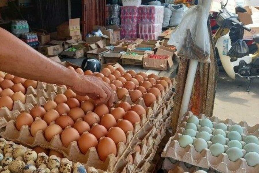 Strategi DKP PPU Jaga Keseimbangan Harga Telur Demi Ketersediaan Jelang Natal dan Tahun Baru