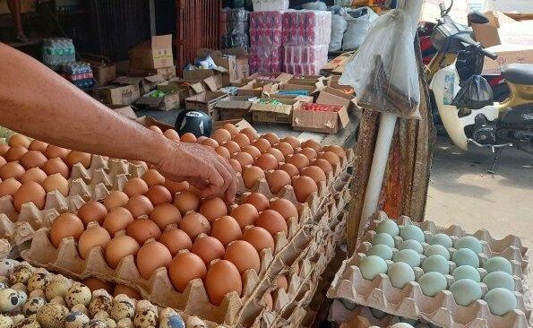 Strategi DKP PPU Jaga Keseimbangan Harga Telur Demi Ketersediaan Jelang Natal dan Tahun Baru