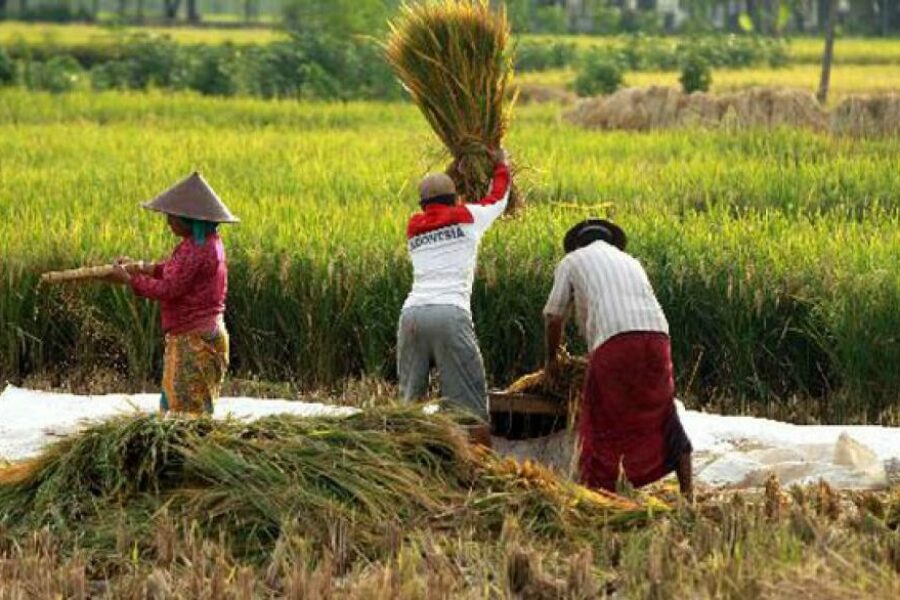 Pentingnya Penguatan Holding BUMN Pangan, Solusi Strategis untuk Stabilitas Harga di PPU