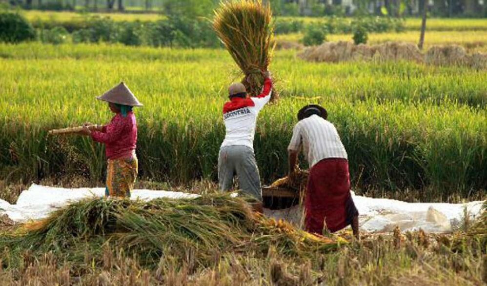 Pentingnya Penguatan Holding BUMN Pangan, Solusi Strategis untuk Stabilitas Harga di PPU