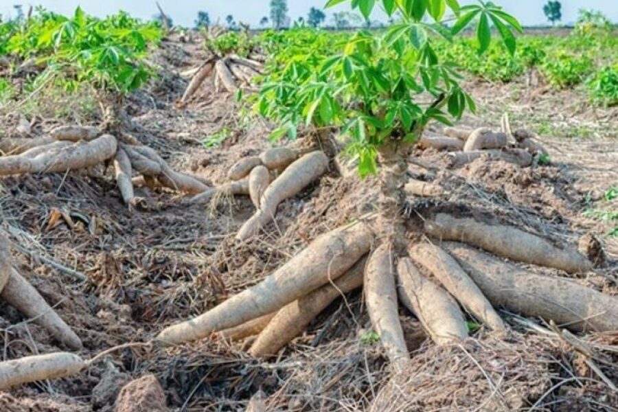 DKP PPU Ungkap Strategi Meningkatkan Ketahanan Pangan Melalui Program Diversifikasi dan Kolaborasi
