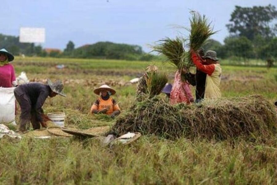 DKP PPU Dukung Percepatan Standar Inovasi Berkelanjutan Wujudkan Ketahanan Pangan Nasional